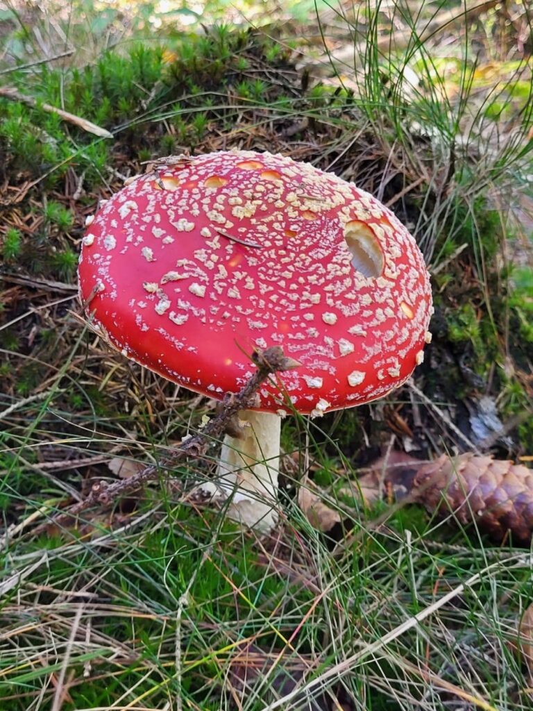 omgeving petit manille 4 (1)